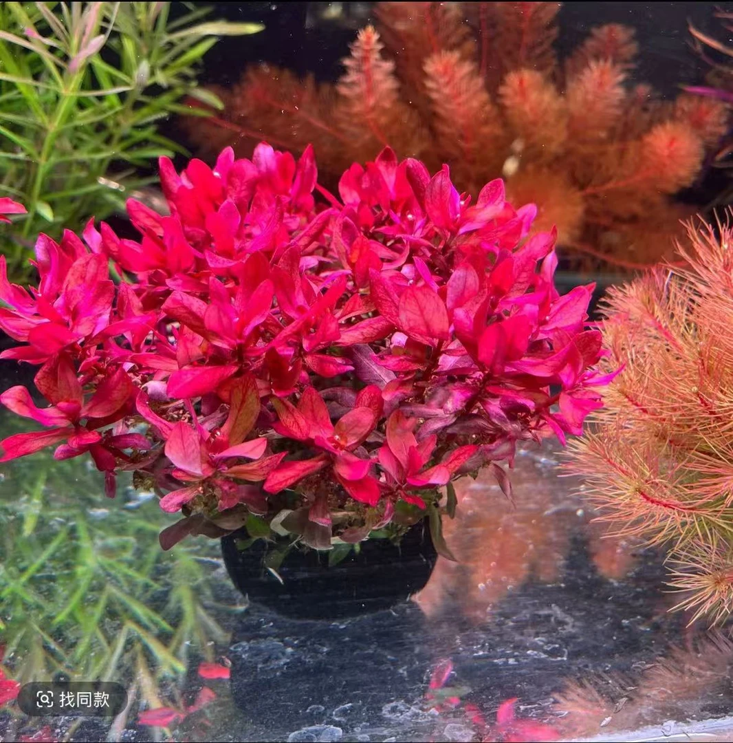 【红玫瑰坨草】无需种植 新手好养阴性水草鱼缸造景