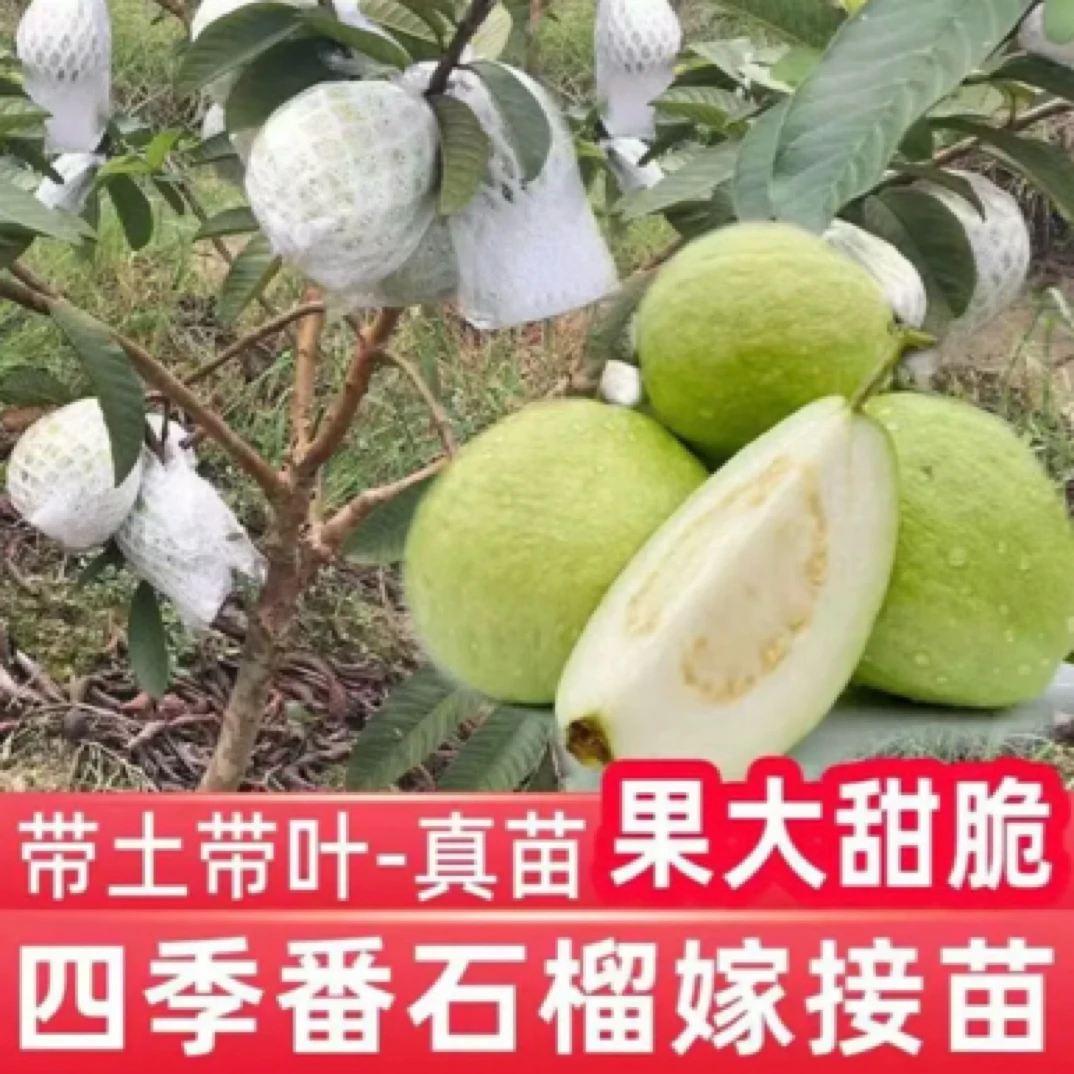 珍珠芭乐果树苗 番石榴树 四季结果 高产品种