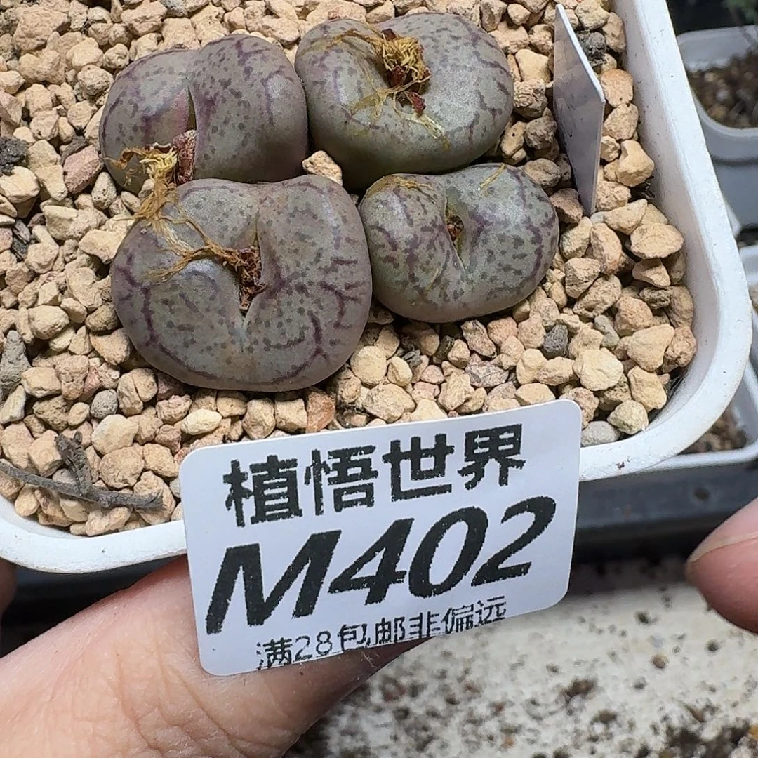 多肉植物的人生gbn