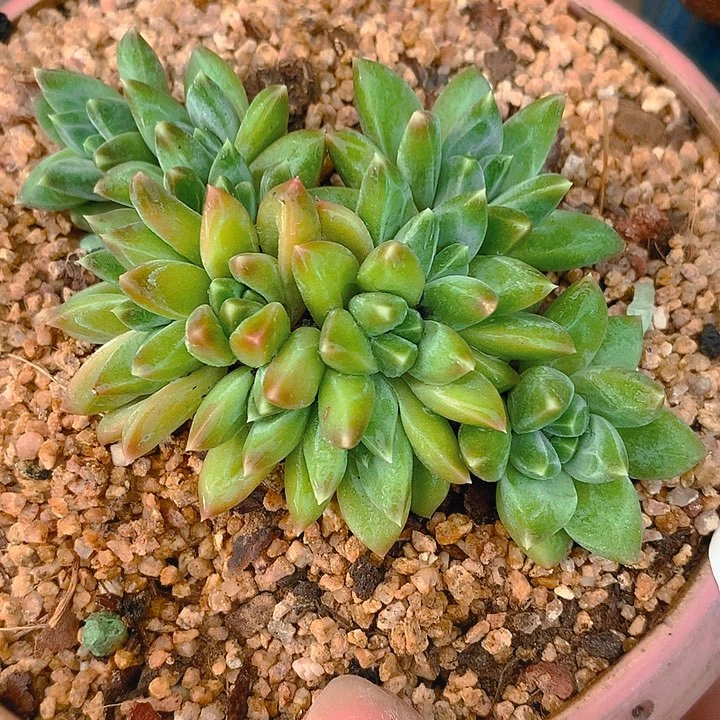 多肉植物1111 幻影