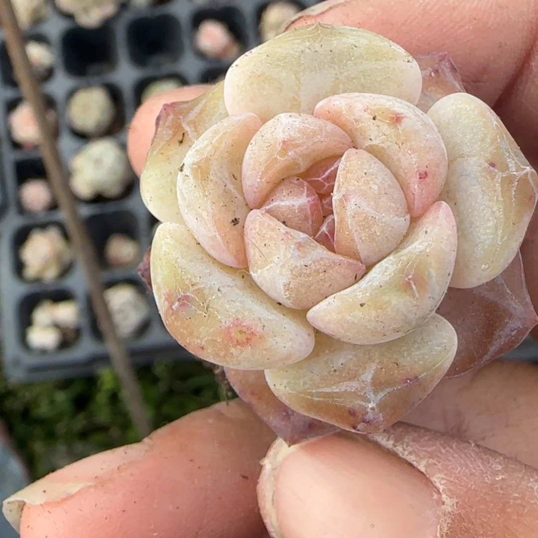 多肉小卡拉米糖心一物一拍