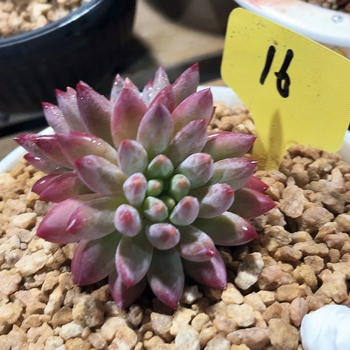 双头虞美人16号码牌子的