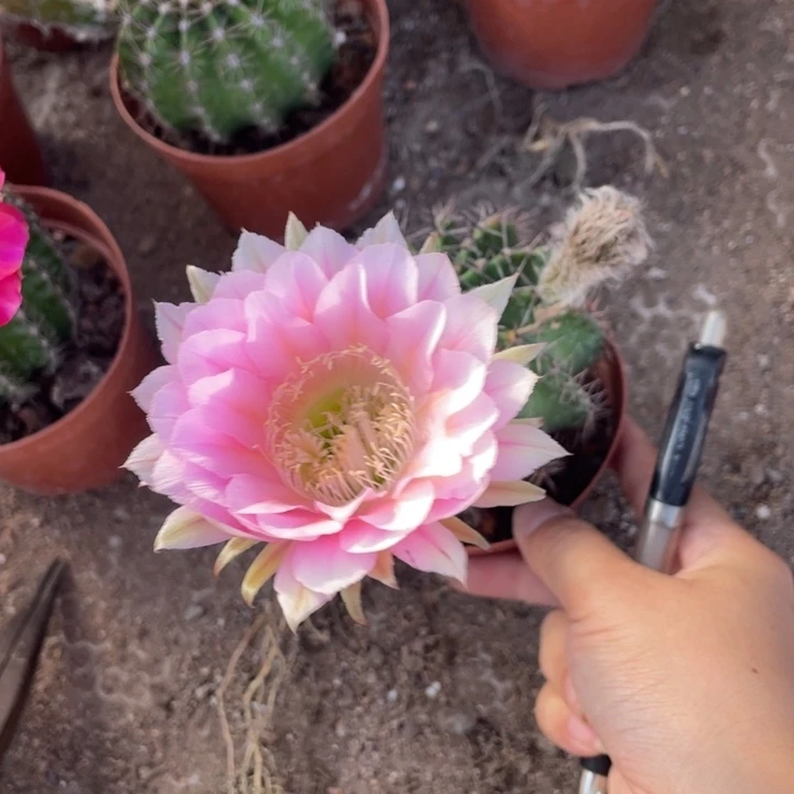 辣****实生彩草摘花脱土发