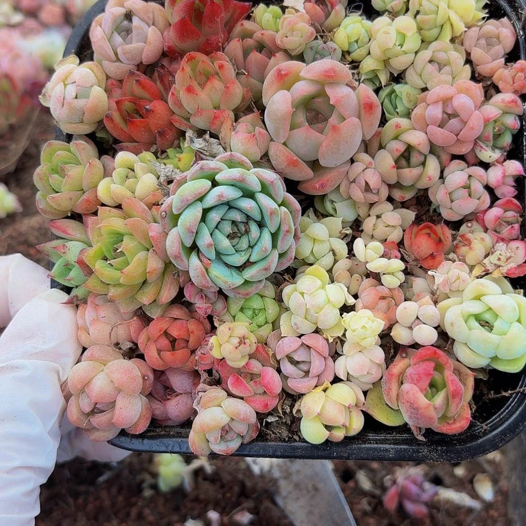 多肉植物多肉植物939