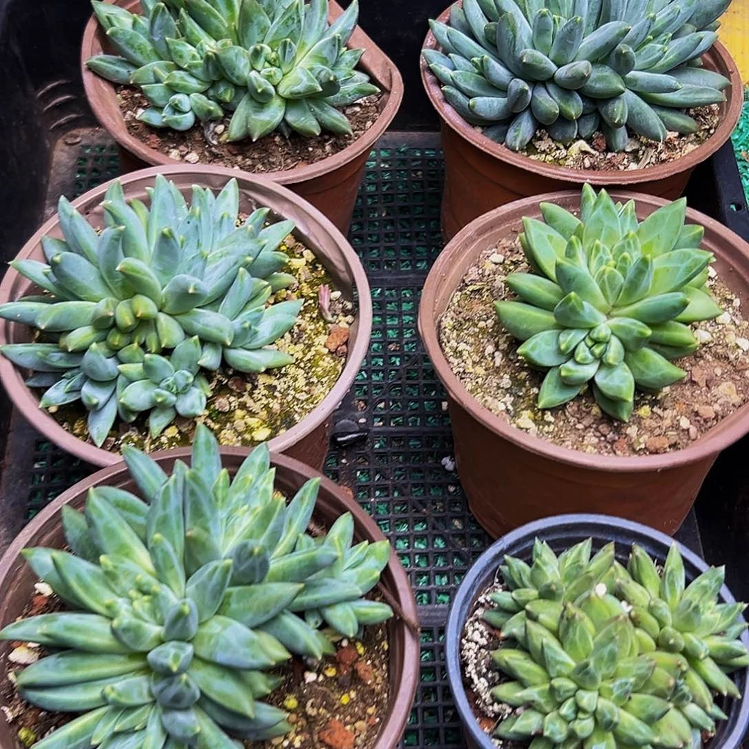 6颗美人系多肉植物