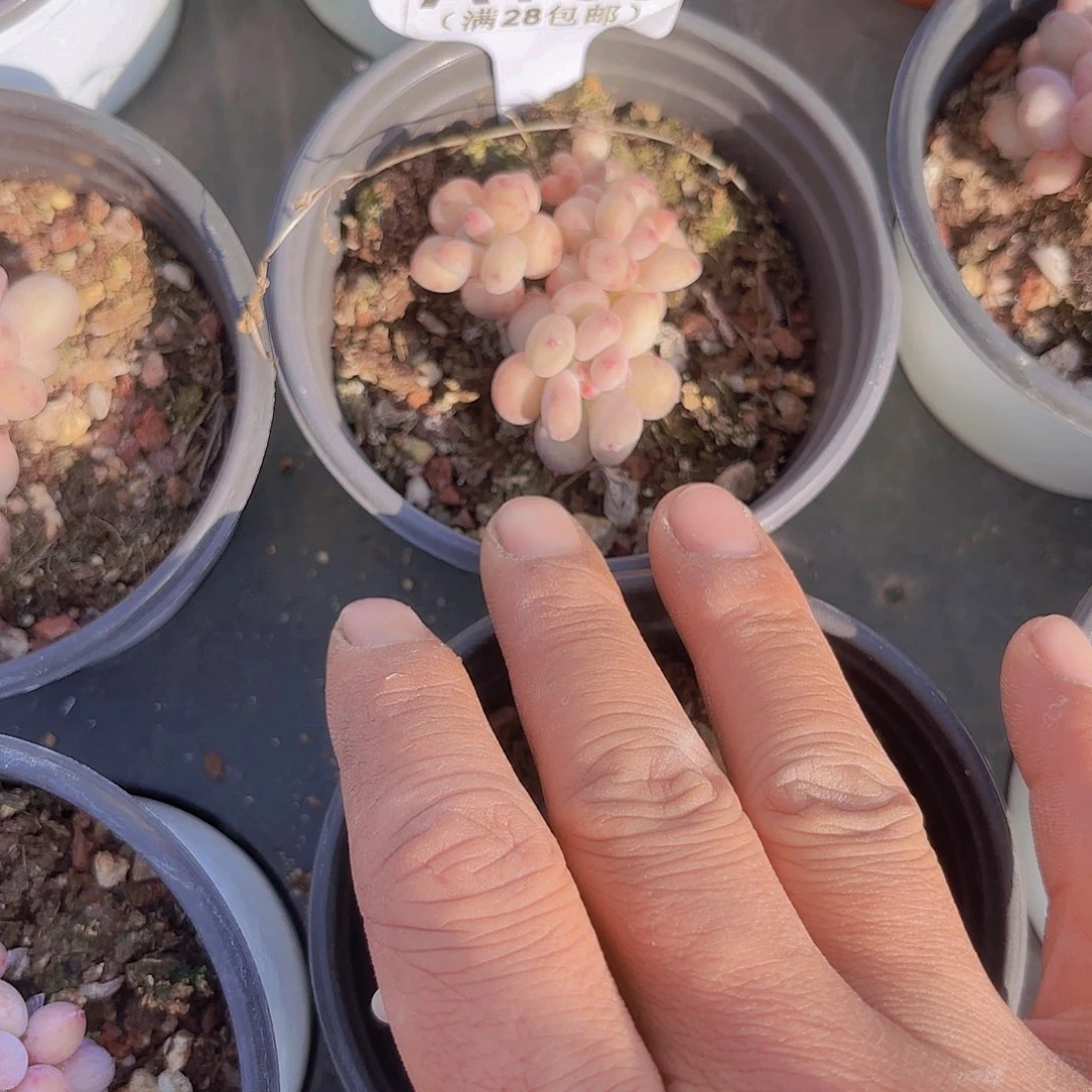 A733萤火虫奶酪yi wu yi pai