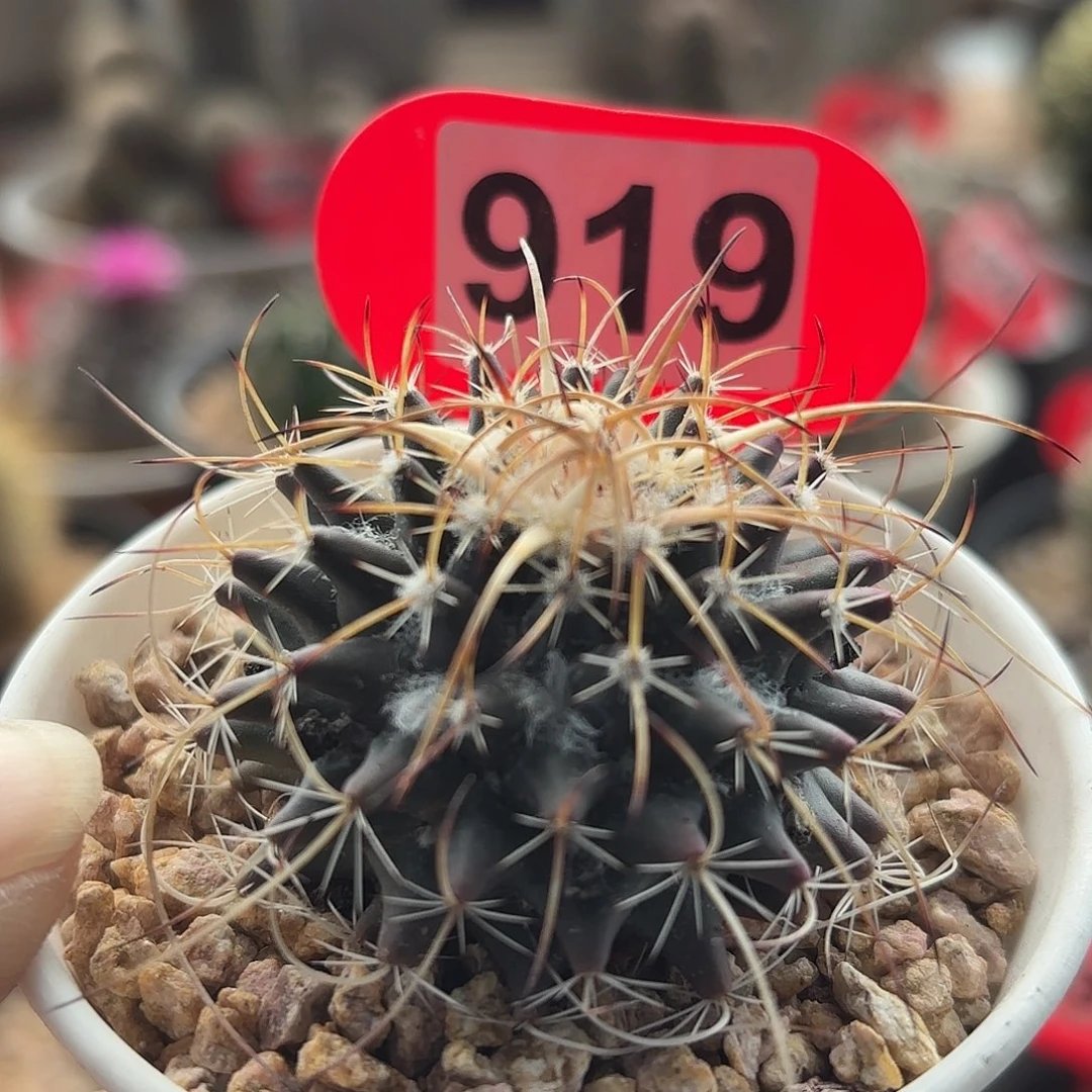 仙人球实生乳突梦幻