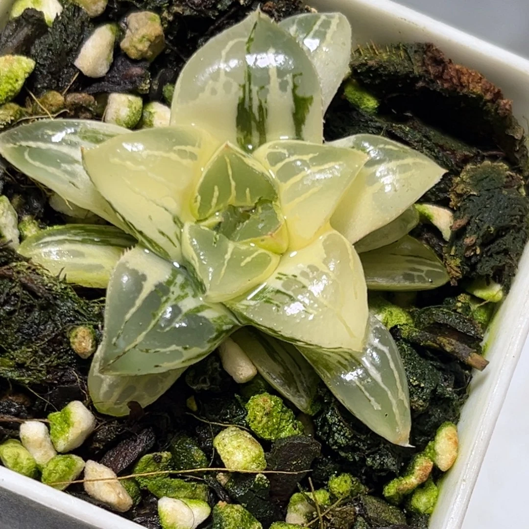 恭喜发财大吉大利0280