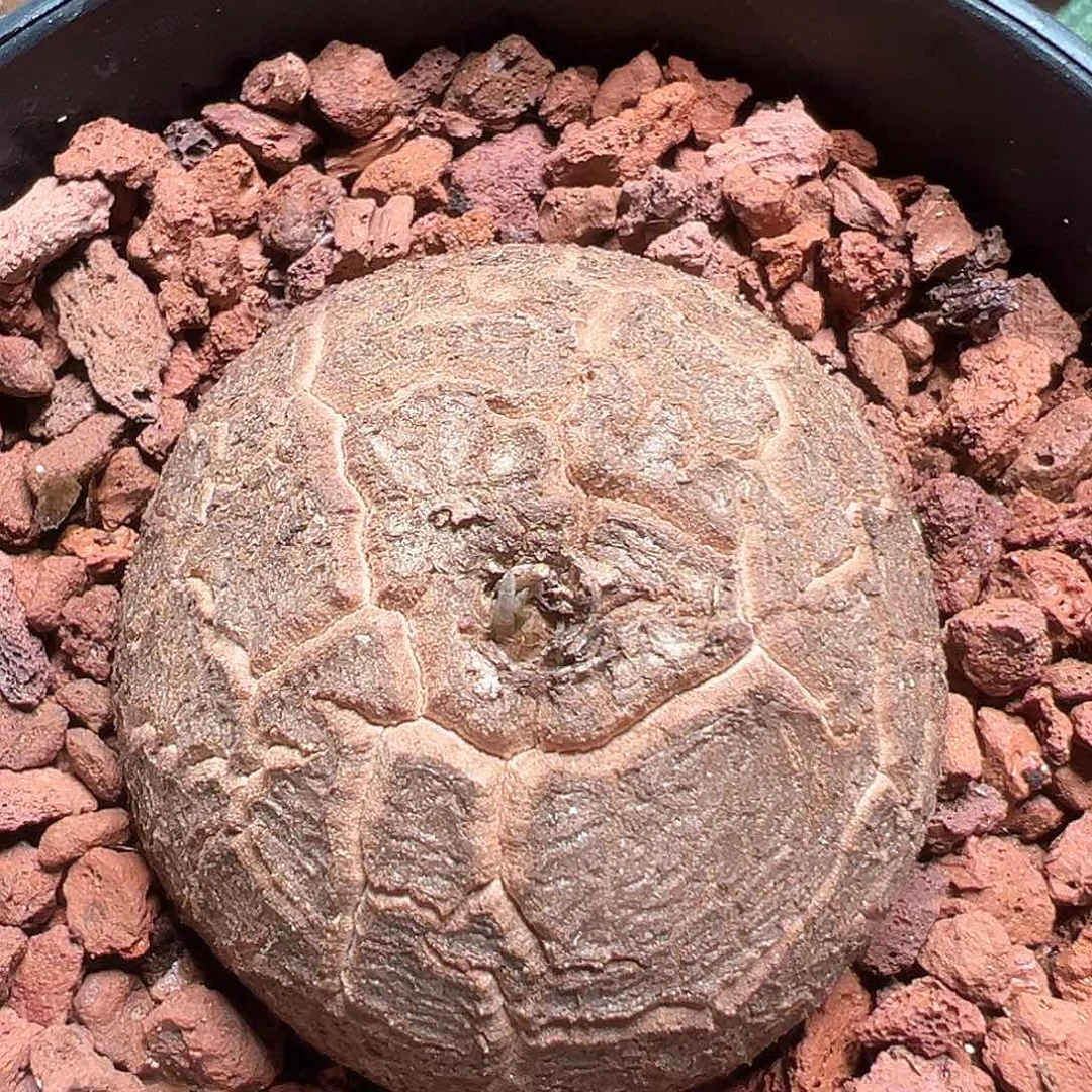 南非龟甲龙带盆发货