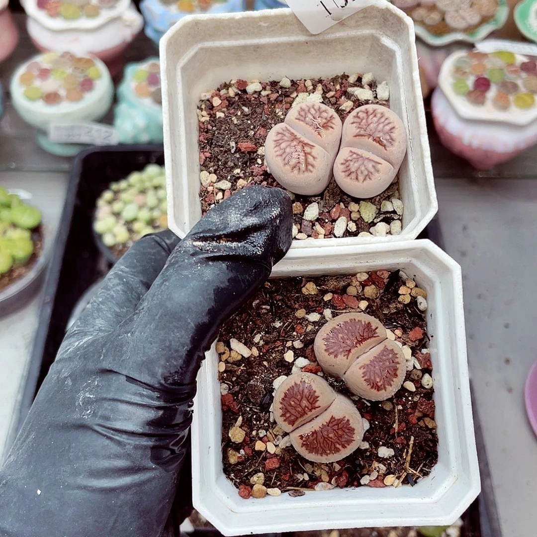 生石花满18包邮1027-242