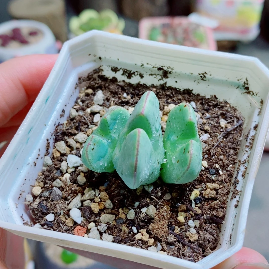 生石花花花花花花478