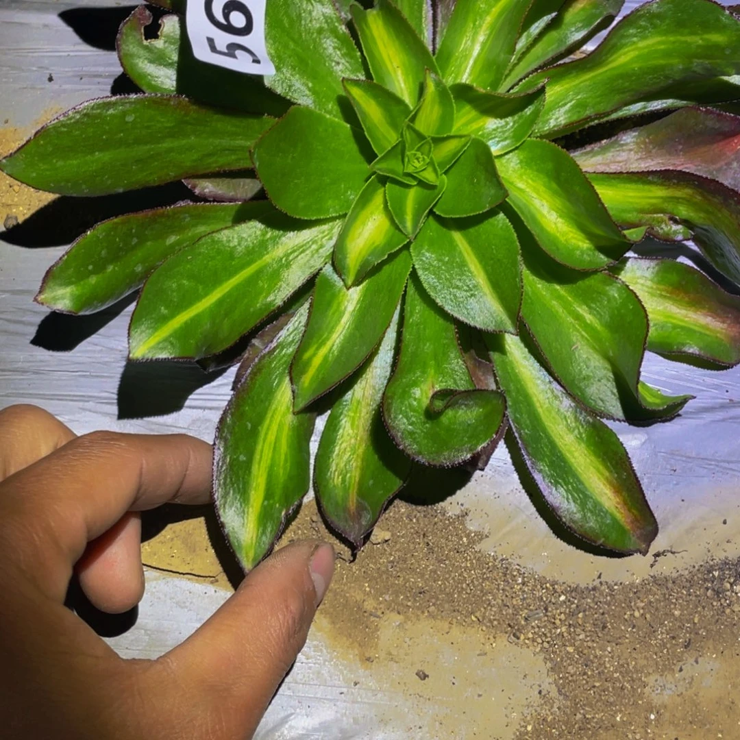 魅影中班七彩多肉植物561