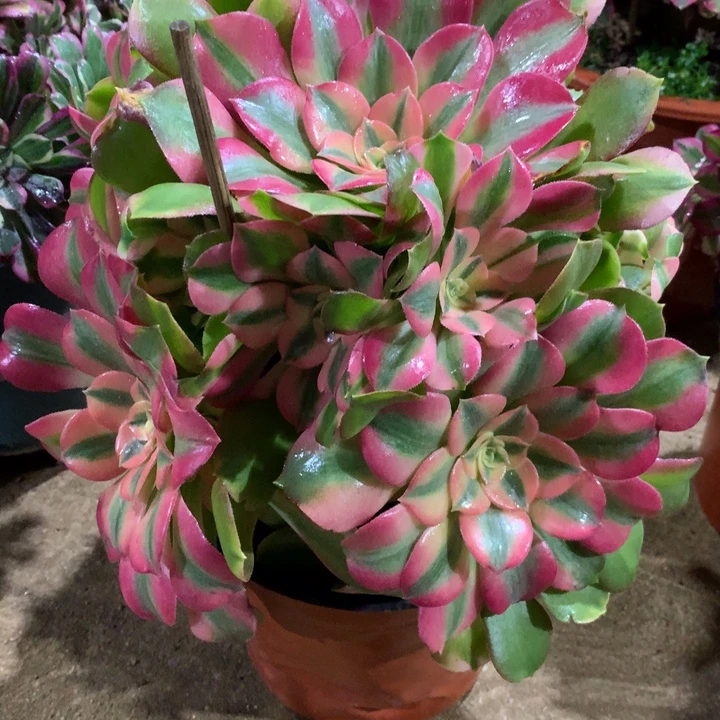 084香妃多肉植物特价