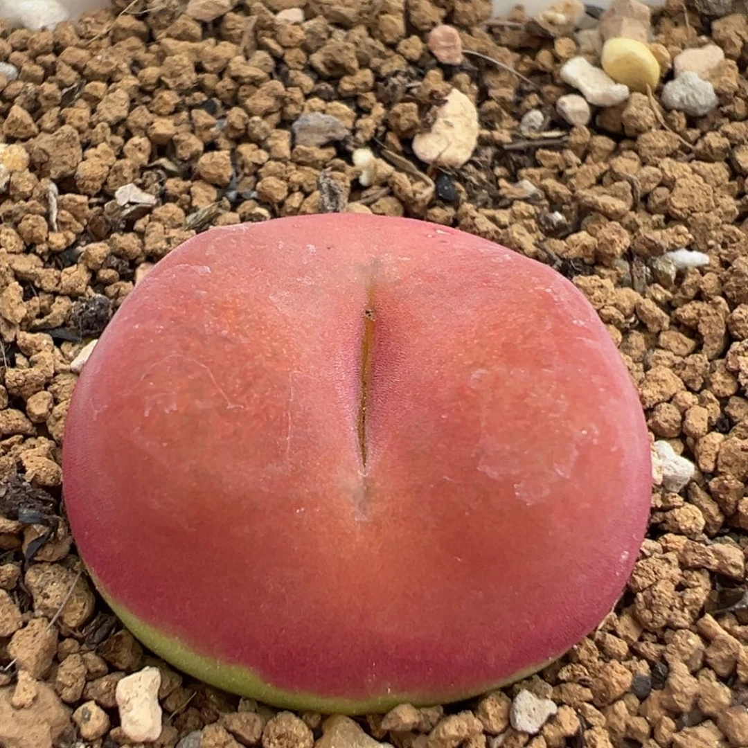 进口水蜜桃多肉植物2.4厘米