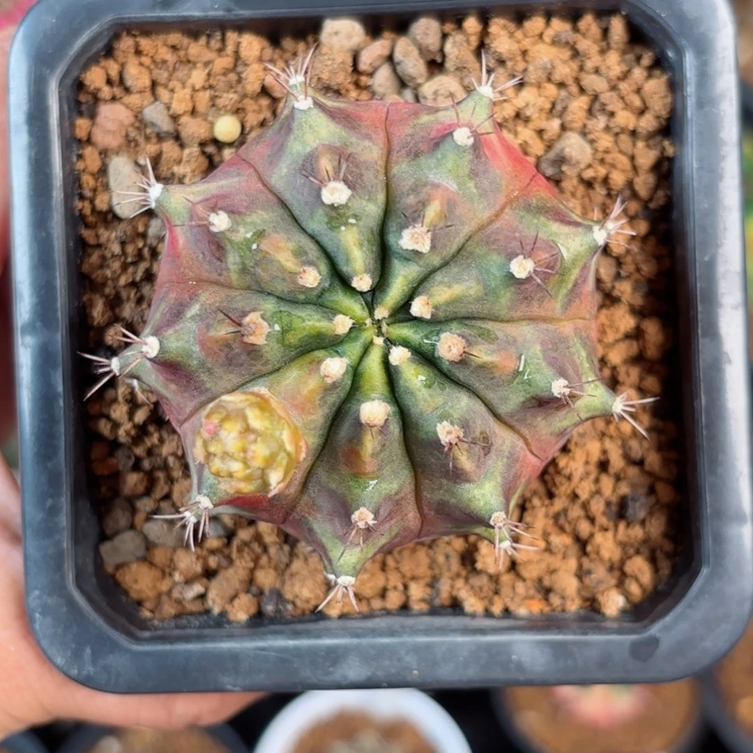 泰系米哈乌贼仙人球580