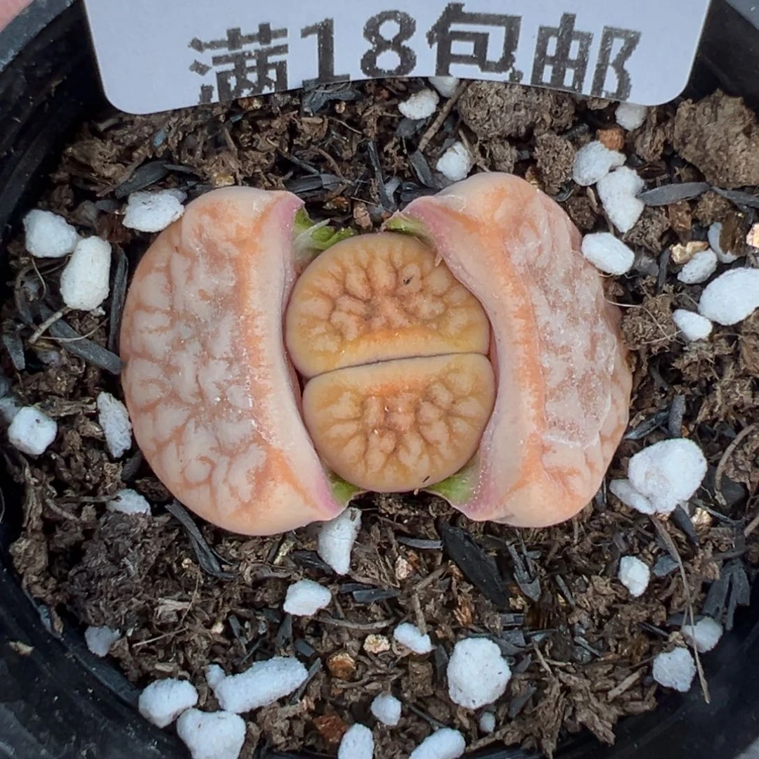 【闪购商品】100……