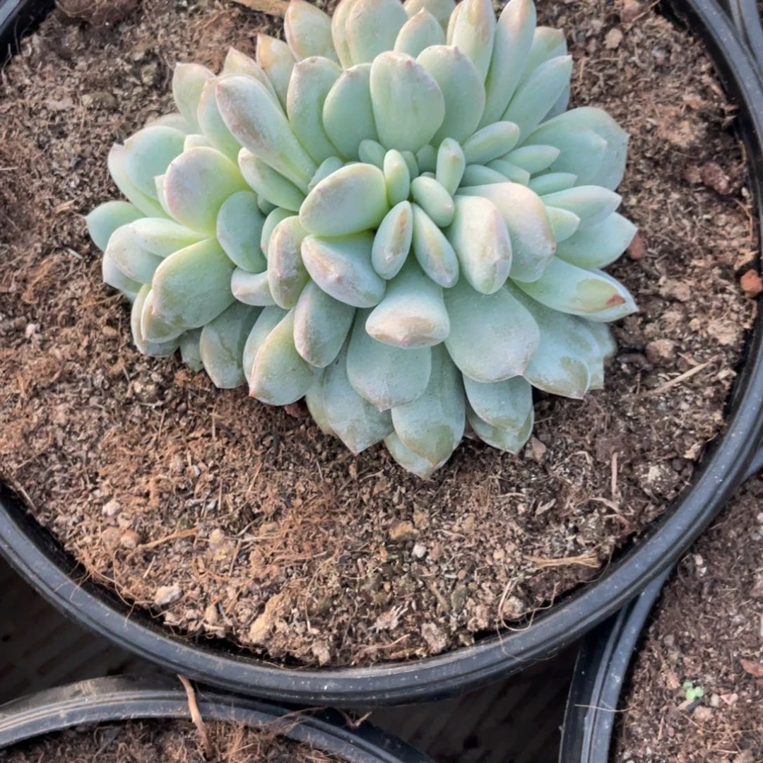慕***Q244号星 星影朵朵缀