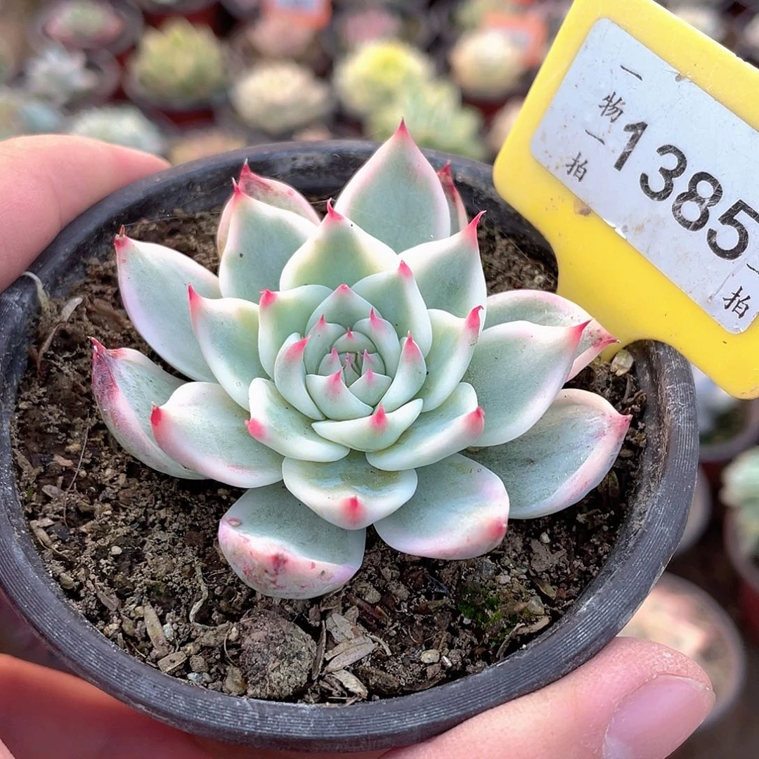 七***～1385号多肉植物盆栽