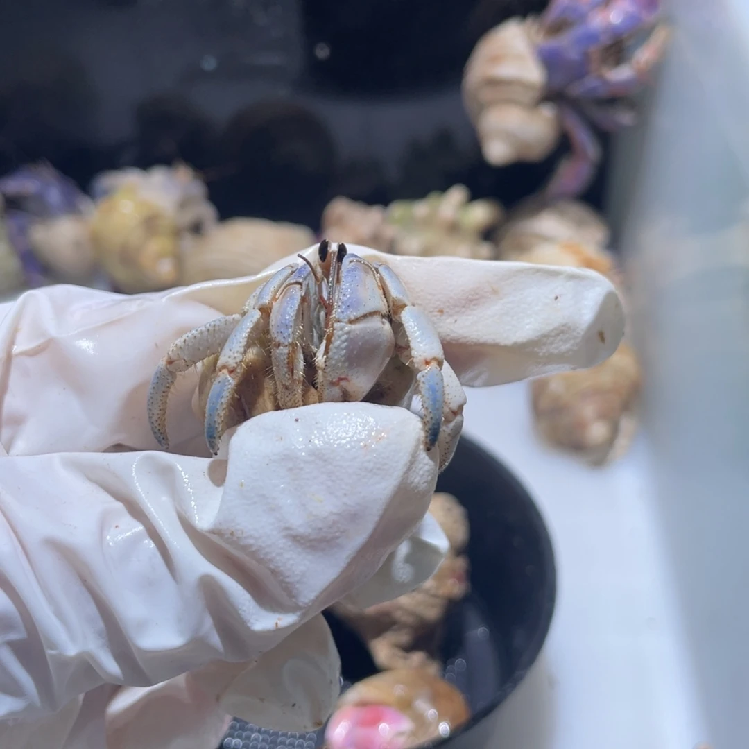 A23 好事花生专拍紫陆1.7口雾霾蓝色