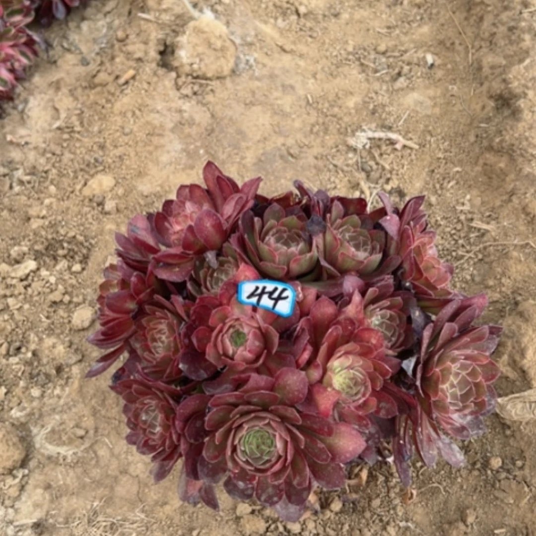 【闪购商品】多肉植物雨何变异44