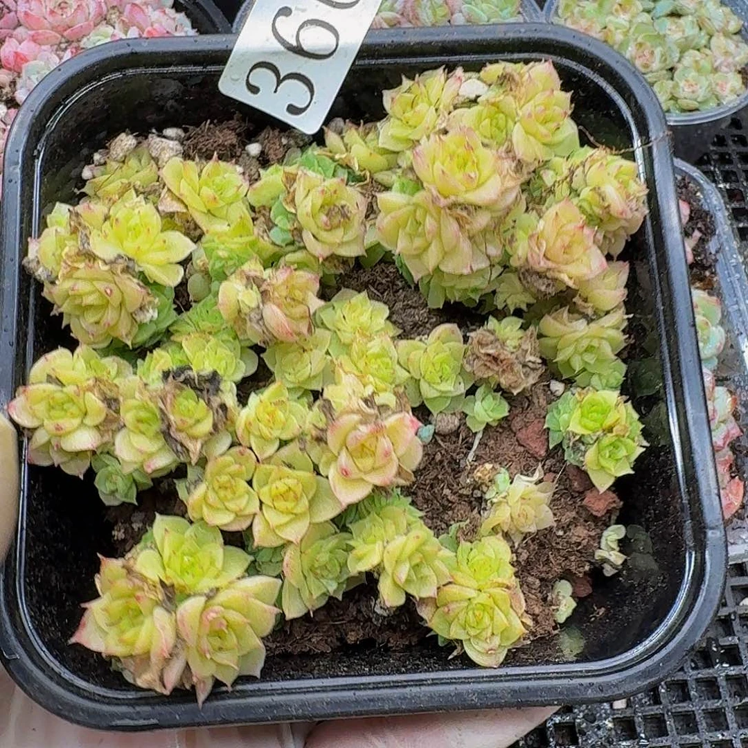 多肉植物多肉植物360