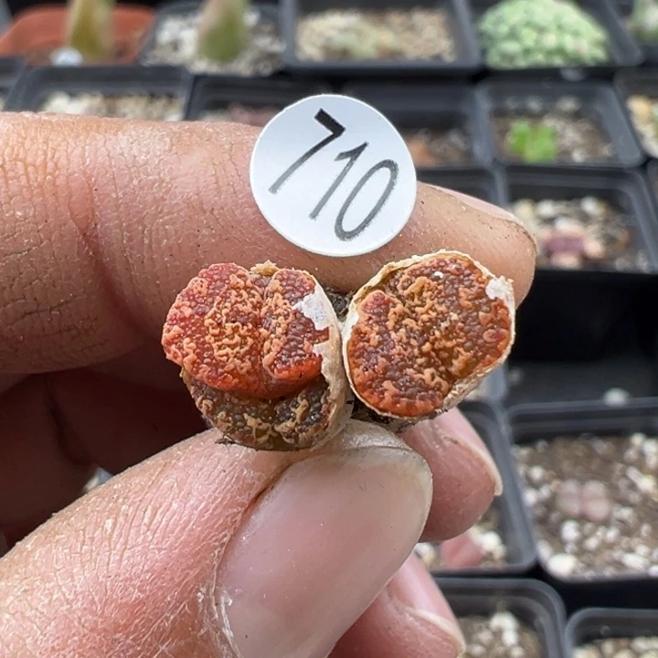 710，11111111111111111