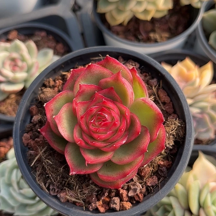 状态好侧影玫瑰锦