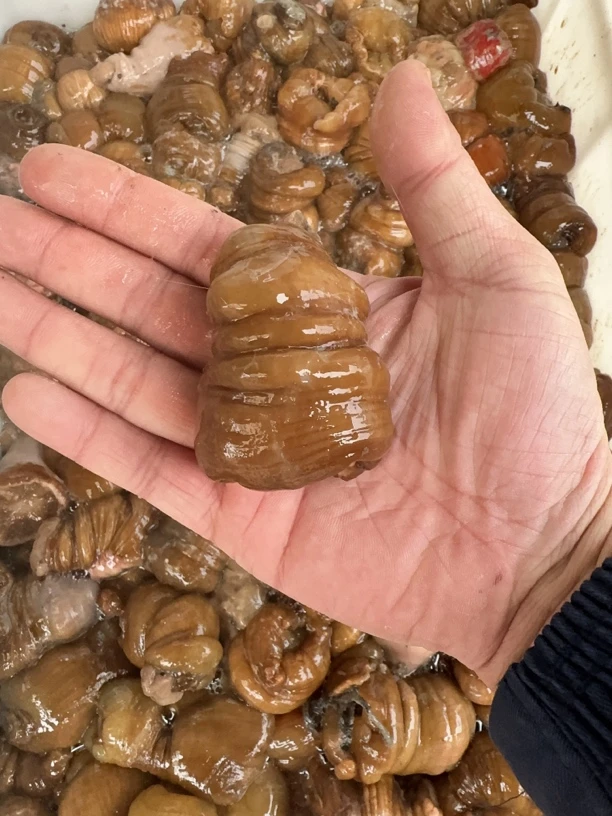 大连野生黄海葵4斤