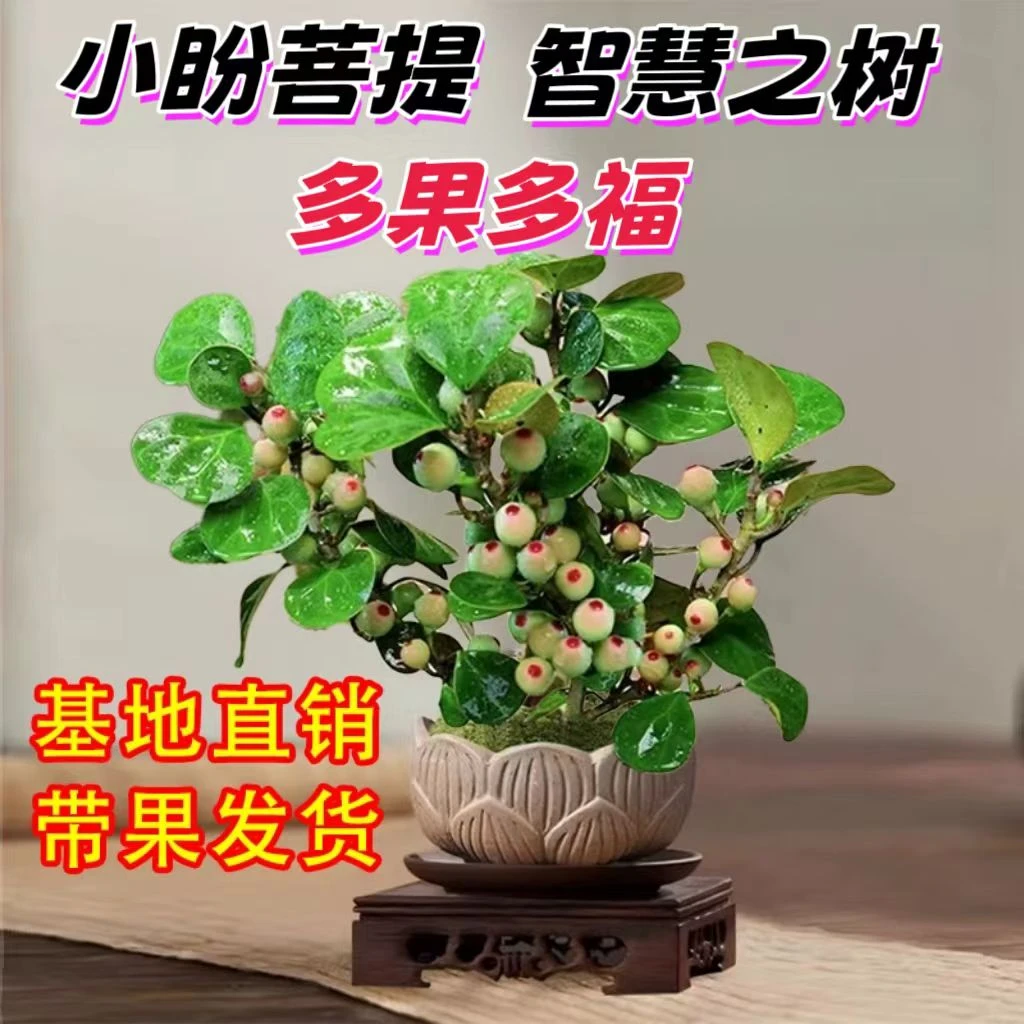 智慧树小盼菩提树带果室内办公室绿植正宗小盆栽小盼菩提盆栽