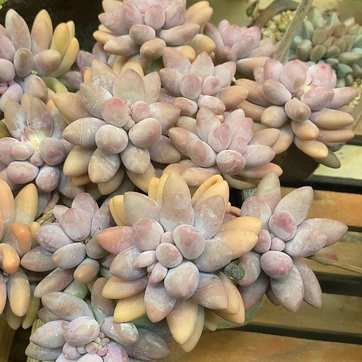 多肉植物肉肉植物