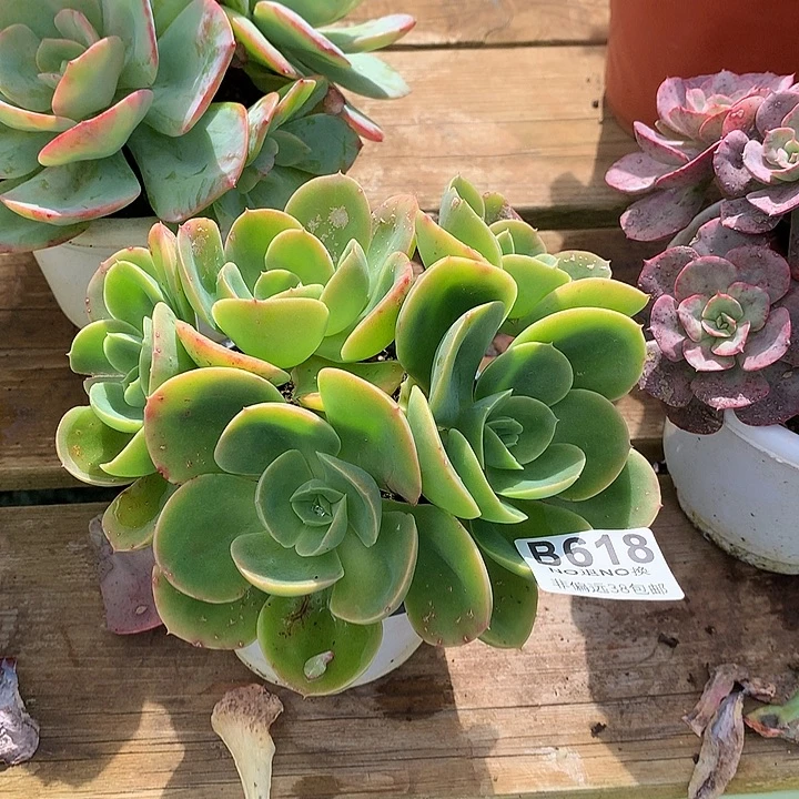 德芙朵朵 618 需延迟发货