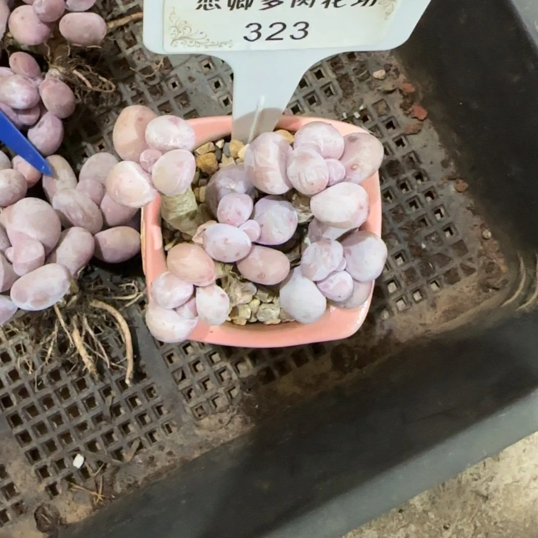 云323奶多头00000