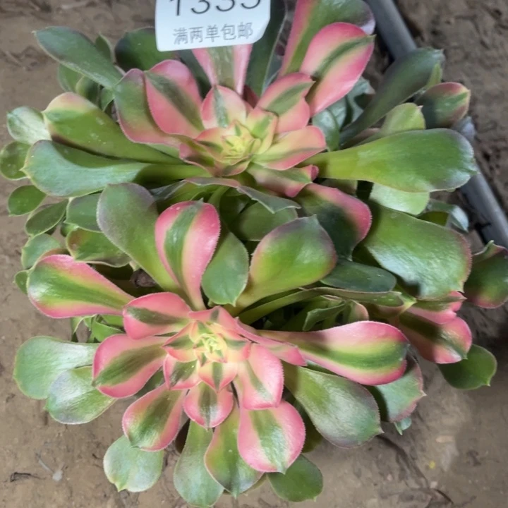 香妃的人多肉的人1335