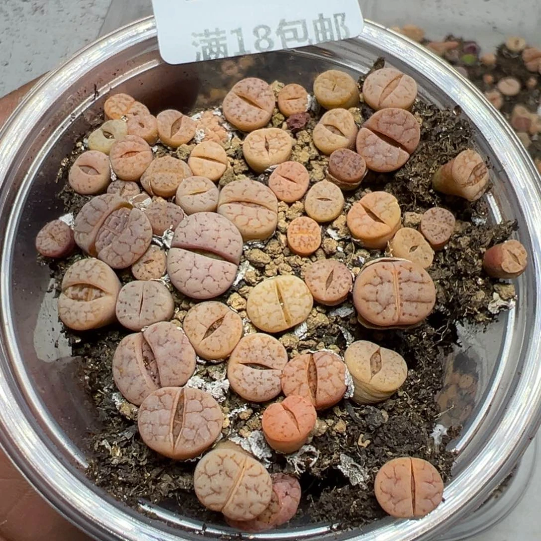 【闪购商品】 1202。