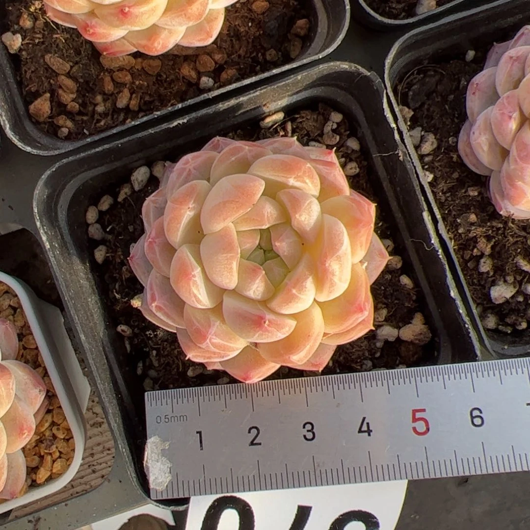 ?*370 多肉植物组合