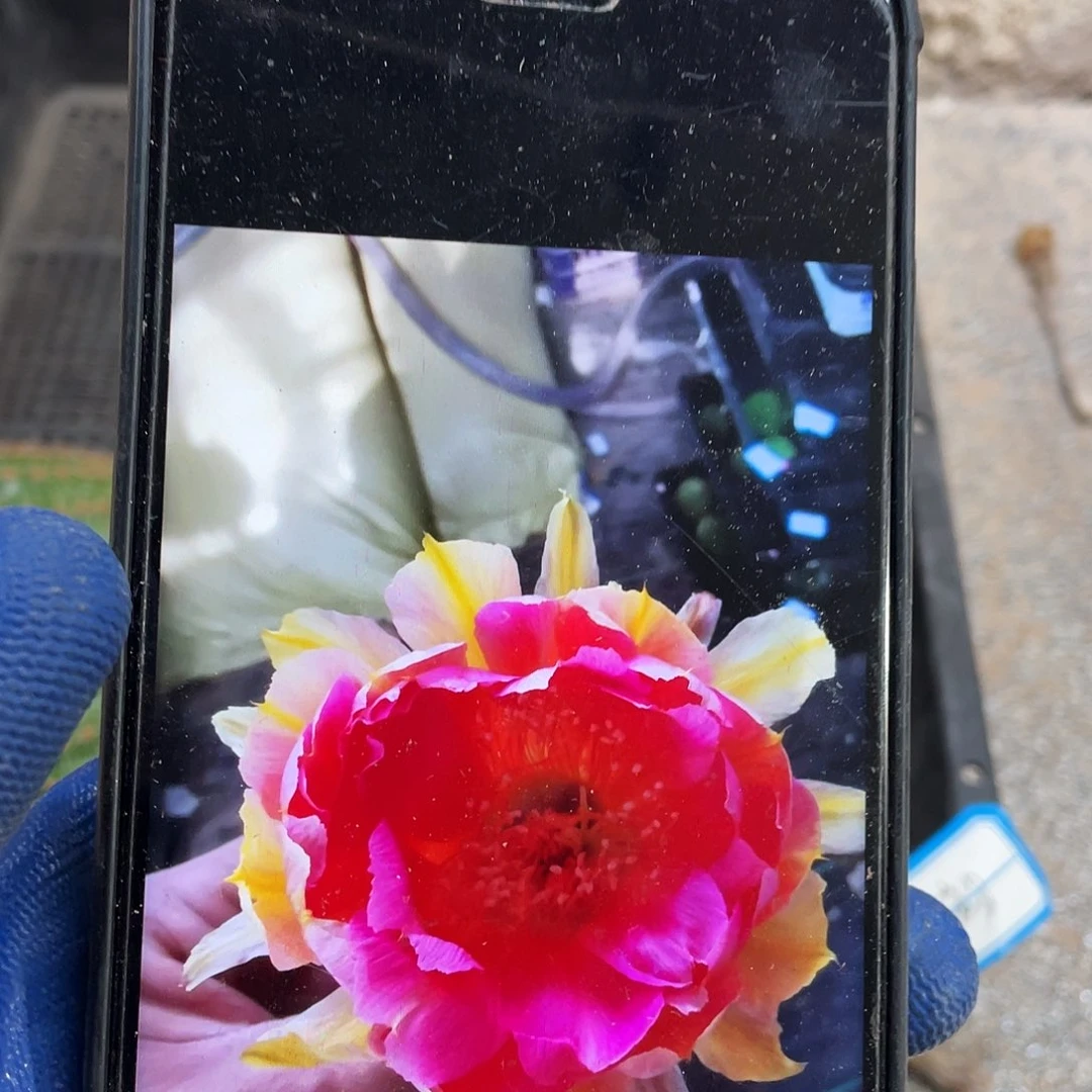 古韵侧芽歪4公分以上满18包邮