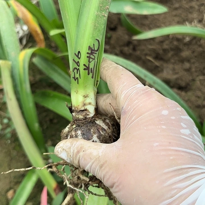 领*兰妮5左右带土5366