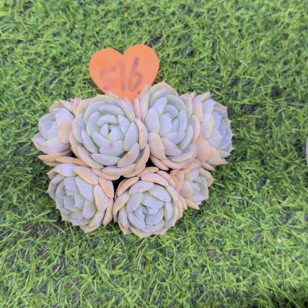 桃**福576多肉植物一物一拍