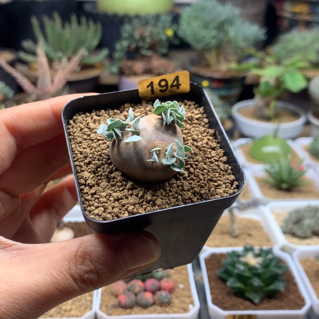 产地格加厚敦菊带盆194