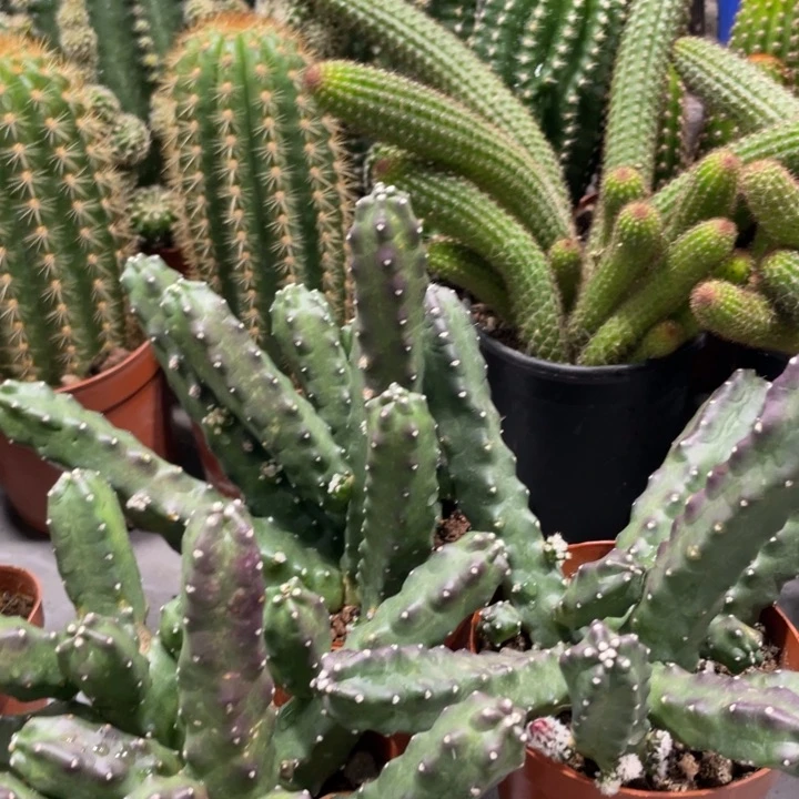 水仙情郎一杯超多头18.8