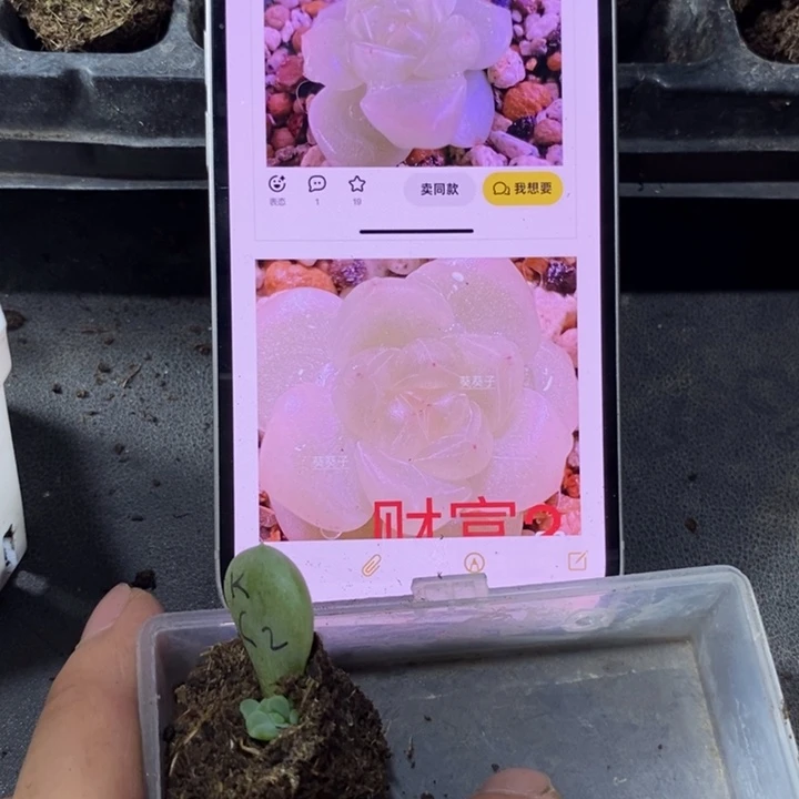 穴盘财富葵葵子2苗一个