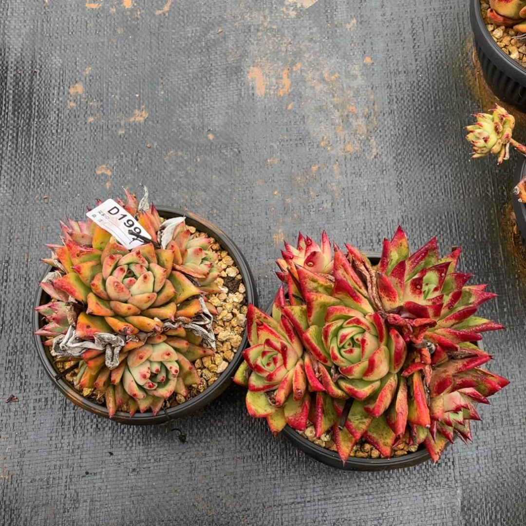 无花朵若如东云组拍B199