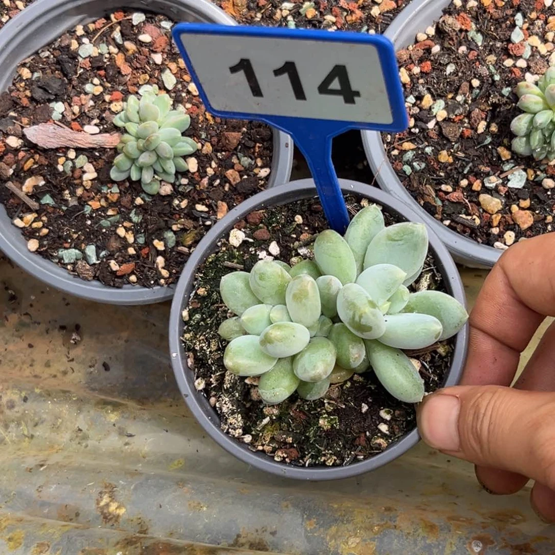 多肉植物胖体哥特群114