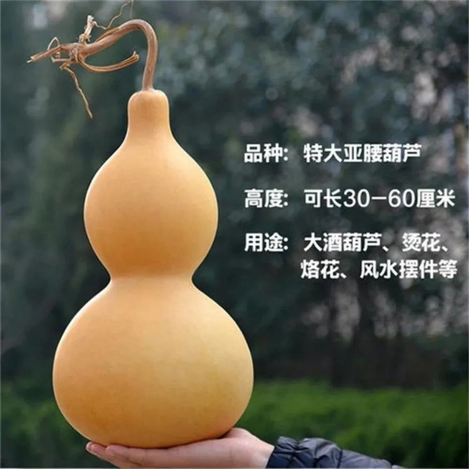 【葫芦种子】巨型酒仙葫芦瓜种子特大酒葫芦庭院阳台蔬菜种子种植