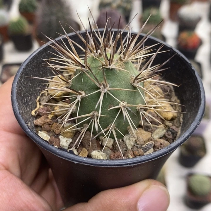 狂刺习志野特价包邮