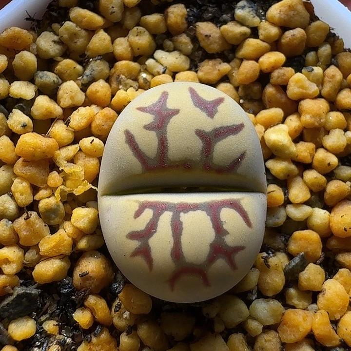 婴***趾生石花1111122。    207