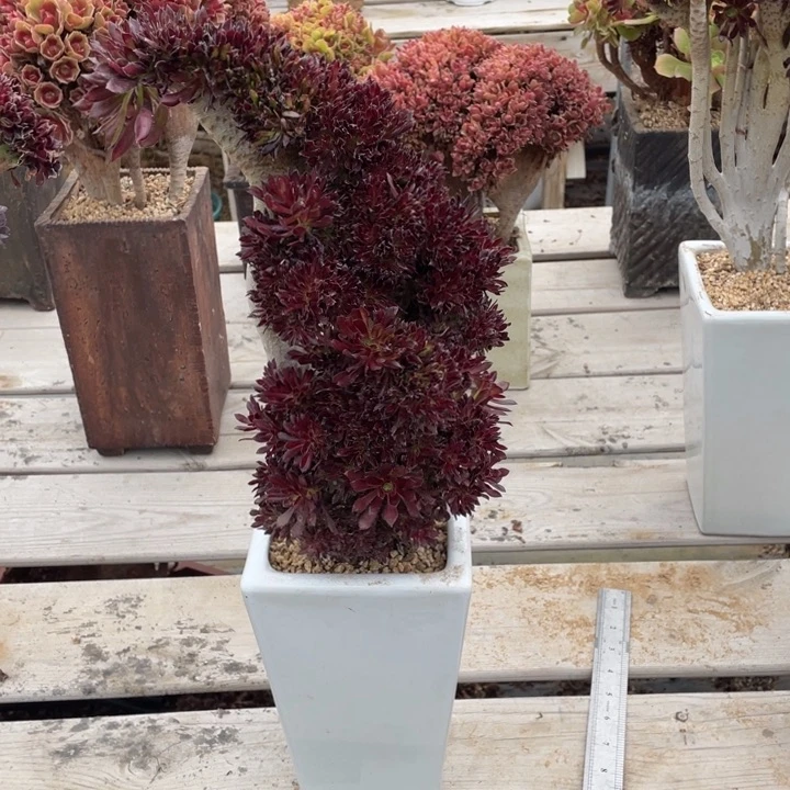 温**?多肉植物的生长发育