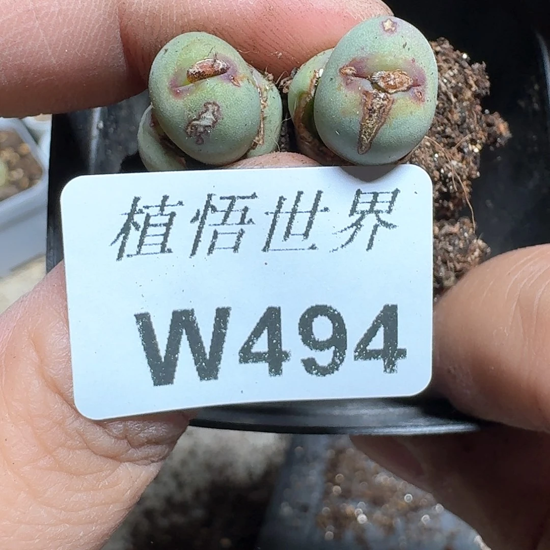 494盒多肉植物哇c