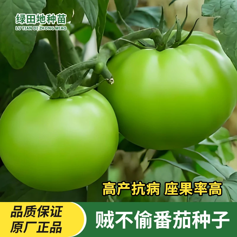 贼不偷番茄种子绿番茄青苹果番茄种子东北柿子绿西红柿籽蔬菜种子