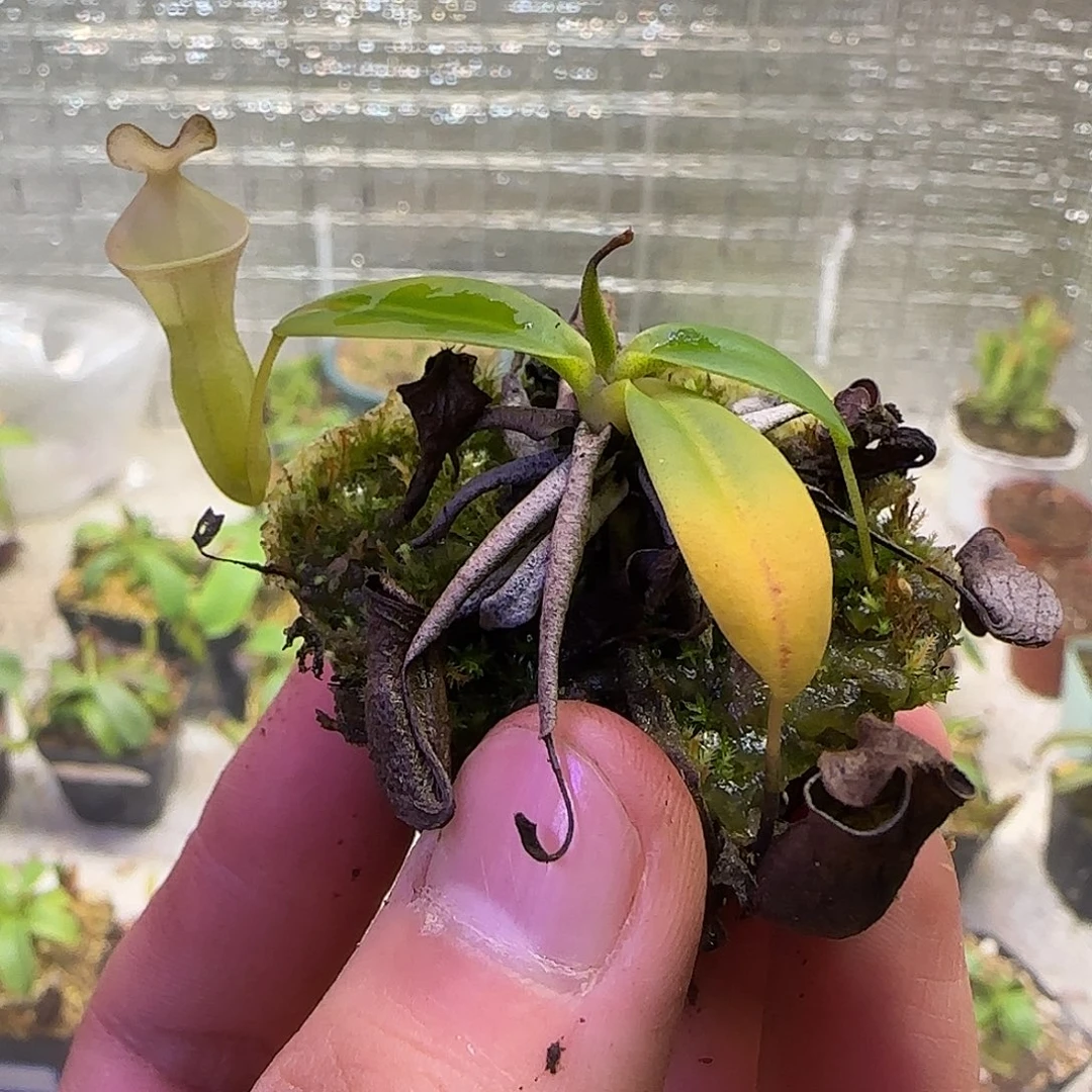 S***h无花朵专拍风铃猪笼草